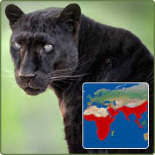 Sabre the black leopard celebrates his 22nd birthday! Black Leopard Enoch