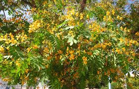 Image result for Tipuana