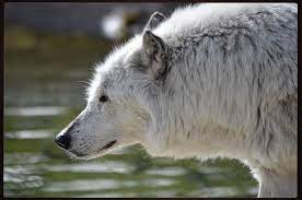 Pin Pa Wolfe