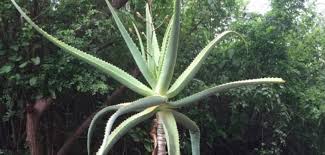 Image result for Aloe ballii