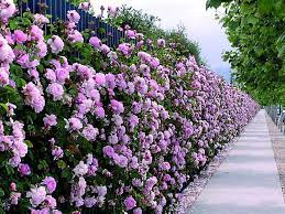 Siepi Con Fiori Siepi Siepi Con Fiori Caratteristiche