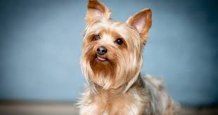 (more on this later…) if you suspect the regression could be a deal with the underlying issue when your child regresses, says deblasio. 7 Tips On Dealing With Yorkie Potty Training Regression Alpha Trained Dog