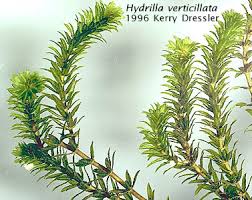 This homemade ant killer is as effective as it is 100% safe and natural! Health Eh Hydrilla In Cayuga Lake Www Tompkinscountyny Gov