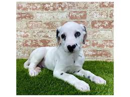 With a state of the art location providing you and. Dalmatian Puppies Petland Mall Of Georgia