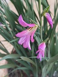 Image result for Gladiolus magnificus