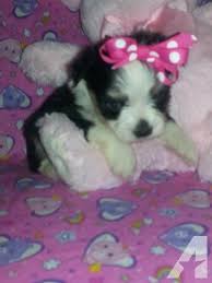 We did not find results for: Adorable Maltipoo Yorkiepoo And Chorkie Puppies For Sale In Texarkana Texas Classified Americanlisted Com
