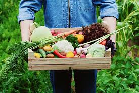 Timing is everything, and there are no exceptions when it comes to fall vegetable gardening. Fall Vegetable Garden Guide Signaturecare Emergency Center