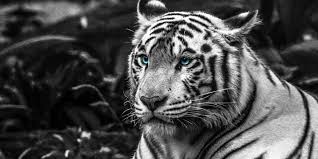 Сладков, николай иванович, «белые тигры : Riding The White Tiger Protecting And Honoring Your Yin Energy Red Lotus Letter