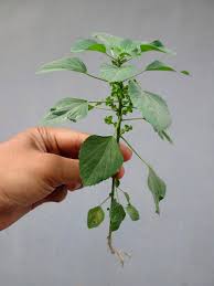 Image result for Acalypha fruticosa
