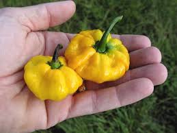 Which fish is the main ingredient of scotch woodcock? Pepper Profile Scotch Bonnet Fiery Foods Barbecue Central