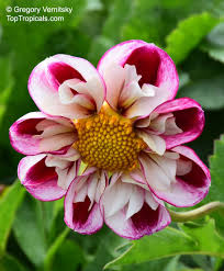 Image result for Dahlia sp. (cultivar)