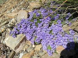 Image result for Aptosimum procumbens