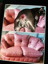 Tasteful pink leather asshole : r/AnimalMemes