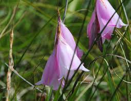 Image result for Dierama formosum/plowesii intermediates