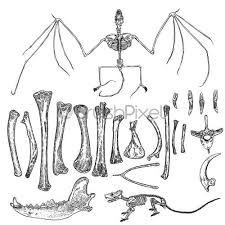 See more ideas about animal skeletons, animal anatomy, animal drawings. Magic Animal Bones Design Elements Set Hand Drawn Sketch For Stock Vector Crushpixel