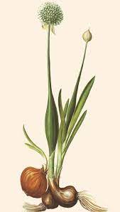 Pin By Isabel Mooney On Botanica 2 Botanical Drawings Plant Drawing Plant Illustration