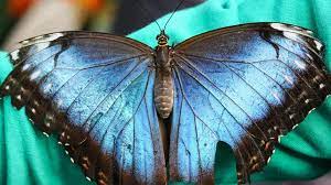 Es gibt einen gewächshauskomplex (pflanzenwelt unter glas) Ausstellung Im Botanischen Garten Fliegen Wieder Die Schmetterlinge Augsburger Allgemeine