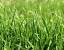 Perennial Ryegrass