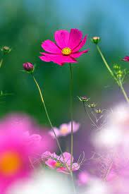 Victoria Station Beautiful Flowers Pretty Flowers Cosmos Flowers