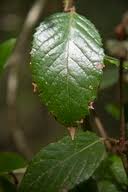 Image result for Curtisia dentata