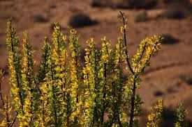 Image result for Othonna carnosa