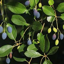 Image result for Chionanthus foveolatus
