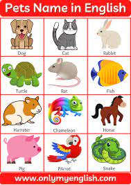 See a list of available animals here. Pet Animals Name List Of Pet Animal In English With Pictures And Images