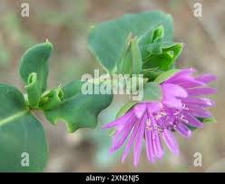 Image result for Corbichonia decumbens