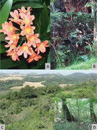 Image result for Secamone delagoensis