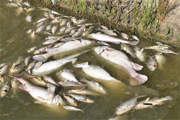 Image result for dhanas lake fish death"