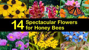 Bees produce honey from the sugary secretions of plants (floral nectar) or from secretions of other insects. 14 Spectacular Flowers For Honey Bees