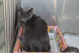 Only a small percentage of cats ever get urinary blockages. Urethral Disorder In Cats