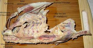 The objective of dissecting a chicken leg is to identify the muscles and there function. Mystery Organ On The Underside Of Chicken Thighs Seasoned Advice