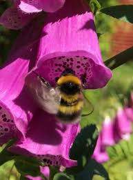 Busy Bumblebee Loves The Foxgloves In My Garden Bee Facts Bee Bee Art