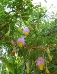 Image result for Dichrostachys