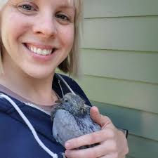 Do pigeons still lay eggs while a baby is still in the nest ? Or do they  wait till baby is out of the nest