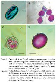 Image result for Crotalaria valida
