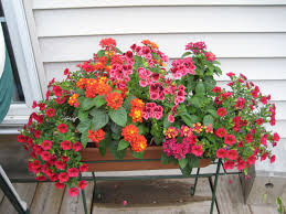 Pin By Cindy Schroedl On Plants Care Arrangements Containers Container Flowers Container Garden Design Container Gardening