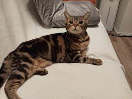 ねねともきなこ猫介護日記 | Blog29【リンパ腫の治療 その4】