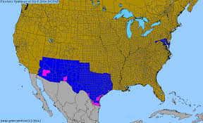 Image result for Urochloa deflexa