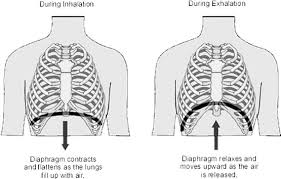 These particular muscles expand and contract as we breathe; Deep Breathing Exercises For Intercostal Muscles Powerbreathe