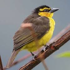 Image result for Pycreus nigricans