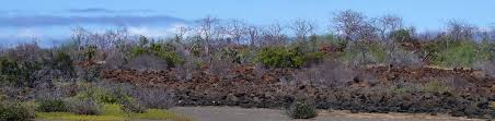 Pega pega (pisoniafloribunda) es un gran árbol de muchas ramas que crece hasta 15 metros de altura en la zona de transición, que normalmente está cubierta de musgos y líquenes. Plantas De Galapagos Especies Y Zonas De Vegetacion
