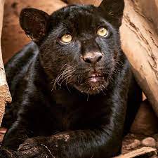 Beautiful Black Jaguar Lucas L8photos Www L8photos Com Due To Melanism Some Jaguars Appear To Be All Black Beside In 2020 Black Jaguar Melanism Jaguar