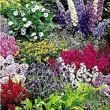 Drei Staudenbeete Einfach Nachgepflanzt Staudenbeet Mehrjahrige Pflanzen Stauden