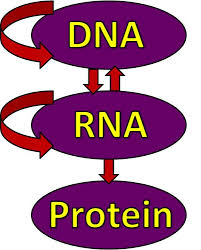 Provide structure (nails, skin when cells need to make proteins, they transcribe (copy) the information found in dna into an rna molecule and then the code in rna is used to build. Chapter 8 From Dna To Proteins 8 4 8 5 Flashcards Quizlet