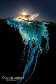 Bluebottle Justin Gilligan Photography Jellyfish Photography Jellyfish Art Jellyfish Illustration