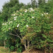 Image result for Hibiscus mutabilis