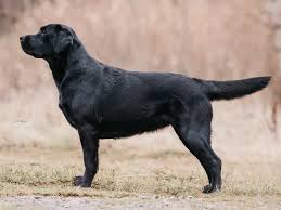 Image result for labrador retrívr