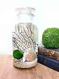 Marimo Moss Ball Desk Terrarium Aquarium Set Up Marimo Moss Ball Succulent Terrarium Marimo Moss